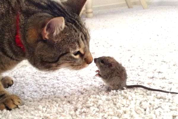 Tous les chats n'ont pas l'instinct de chasseur.