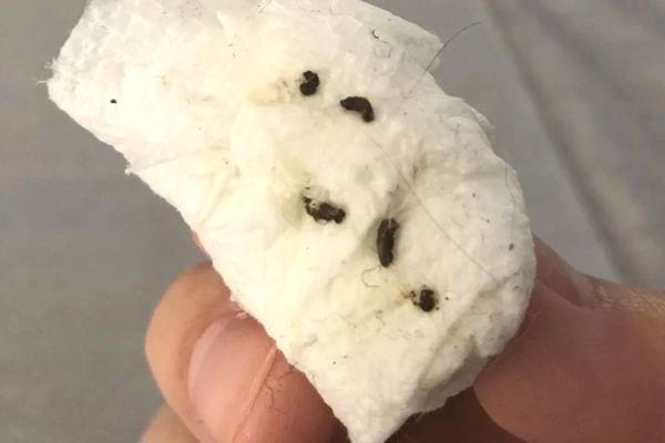 Des crottes de souris sur un morceau de coton.