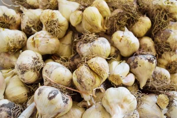 De l'ail pouvant servir à repousser les mulots