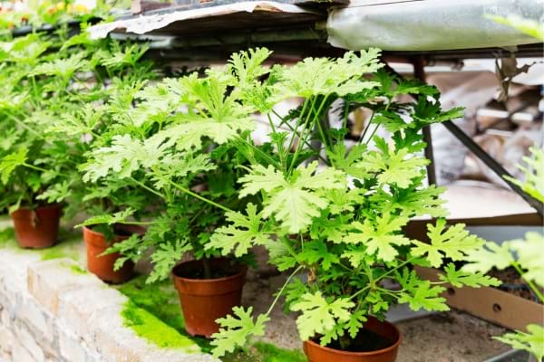 De la menthe en pot pour éloigner les mulots