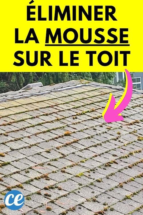 Un toit plein de mouse qui va être éliminé avec des produits naturels