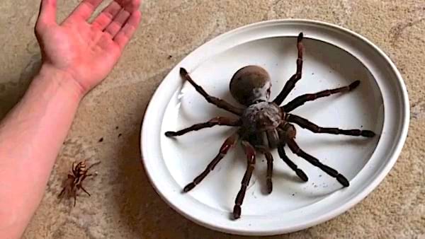 Une gigantesque araignée dans une assiette blanche avec une autre plus petite à côté d'un bras 