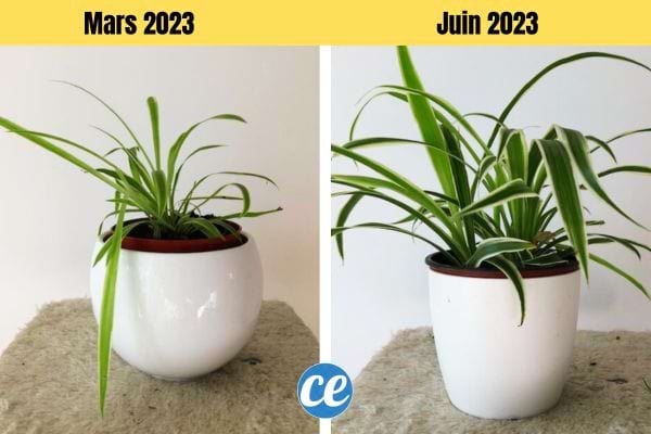 L'évolution d'une plante verte en intérieur de t-elle date à t-elle date 
