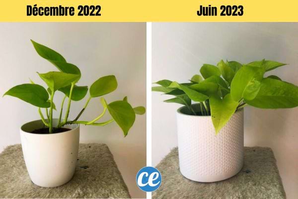 L'évolution d'une plante verte en intérieur de t-elle date à t-elle date 