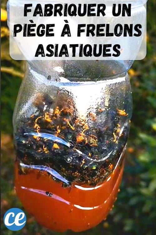 Un piège à frelons pleins d'insectes avec la recette maison et naturelle