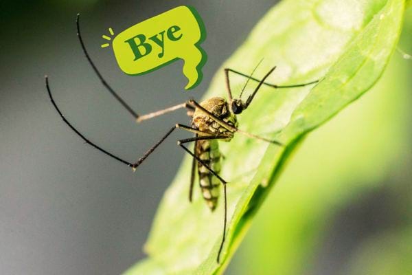 Un moustique sur une feuille