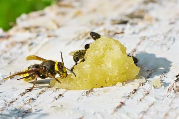 Un frelon qui mange du miel et attaque des abeilles