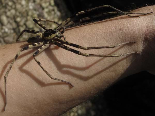 Une grande araignée avec de longues pattes sur le bras d'une personne 