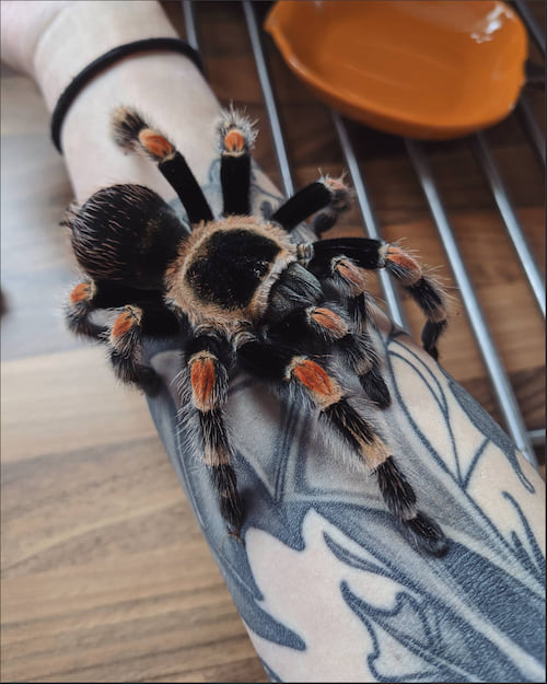 Une énorme araignée poilu sur un bras tatouée 