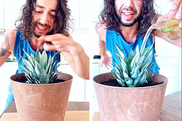 Un homme arrosant un ananas à l'aide d'un verre d'eau 