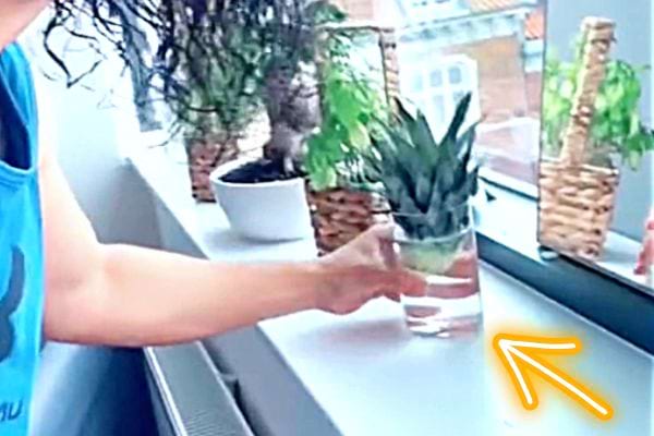 Un homme tenant un verre d'eau avec la couronne d'un ananas à l'intérieur