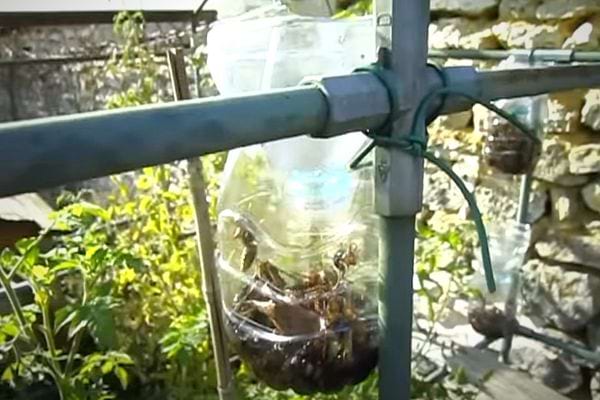 Où placer un piège à frelons asiatique ? À environ 2 mètres de haut