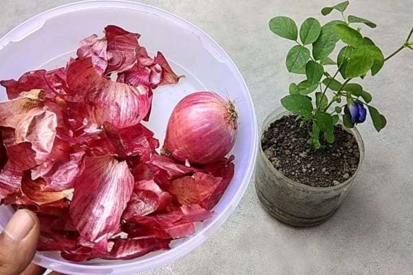 Une personne tenant des pelures d'oignons violet à côté d'une plante 