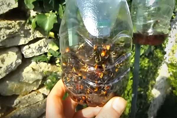 Un piège à frelons asiatique qui est plein d'insectes