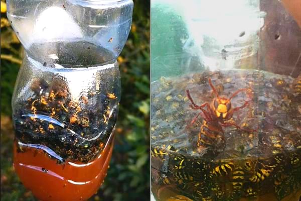Un piège plein de frelons asiatiques qu'il faut mettre dans le compost