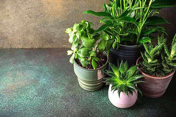 des pots de plantes vertes en plastique ou en céramique avec des double fonds