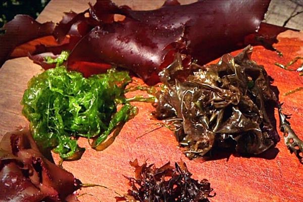 Des algues verte clair et foncé 