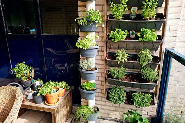 Plusieurs pots de fleurs remplies d'herbes aromatiques