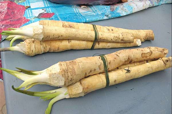 Du raifort entourée d'élastique vert 