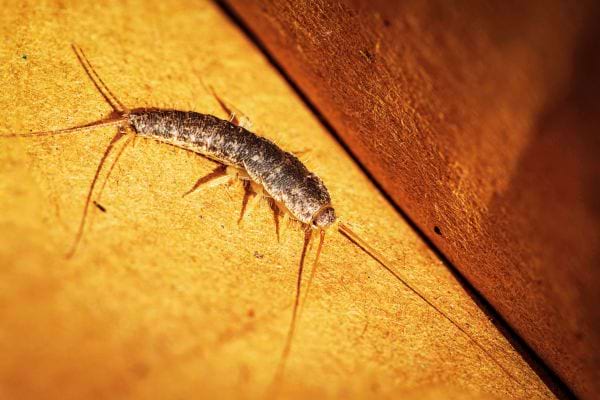 Un poisson d'argent sur le sol orange 