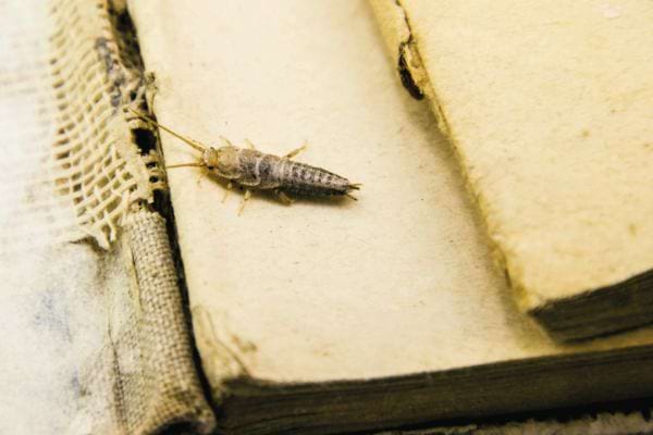 Un poisson d'argent sur un vieux livre 