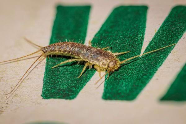 Un poisson d'argent sur du tissu vert 