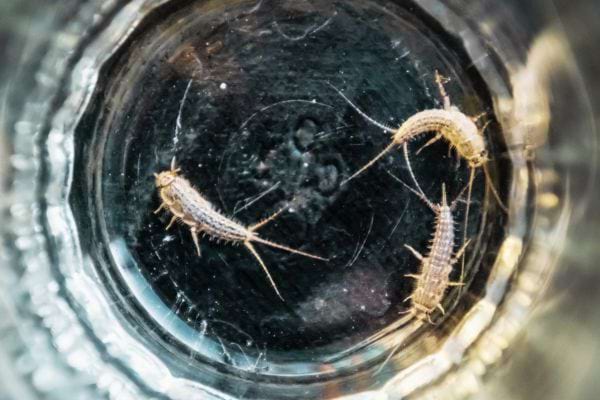 Trois poissons d'argent dans un bocal en verre 