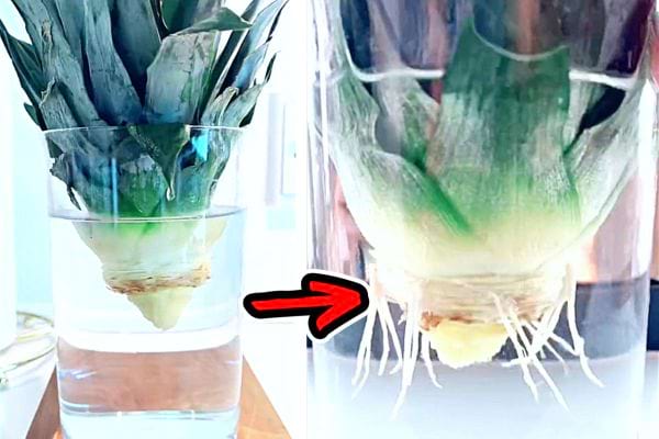 Les racines d'un ananas qui pousse dans un verre d'eau 