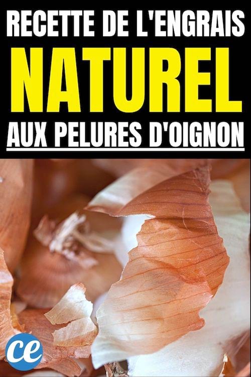 Recette de l'engrais naturel aux pelures d'oignons