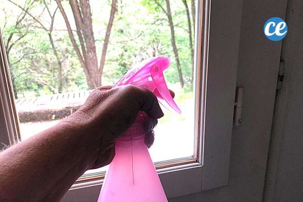 Une personne tenant un spray rose devant une fenêtre 