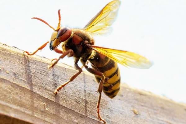 Un frelon asiatique que l'on peut supprimer avec un piège à frelons