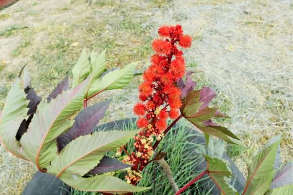 Un plant de ricin à faire en tourteau pour lutter contre les mulots