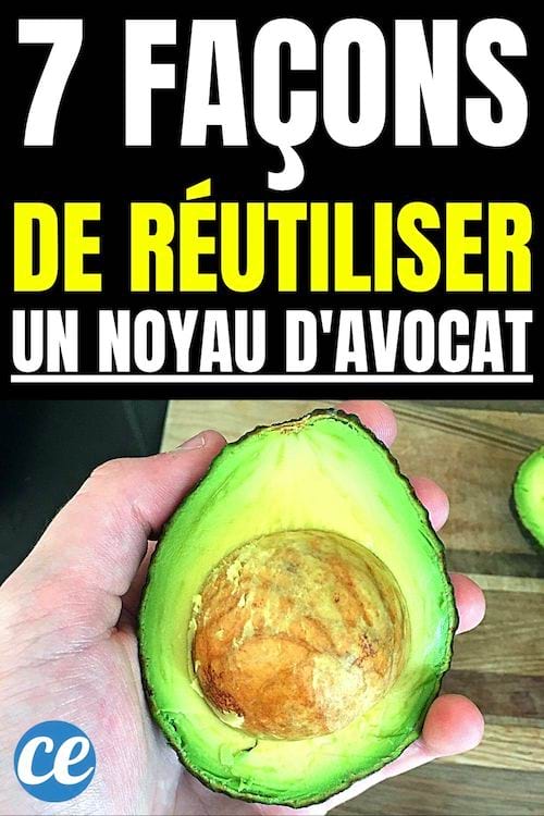 7 façons de réutiliser un noyau d'avocat