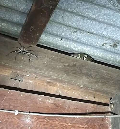 Une araignée sur une poutre avec une partie de corps d'un serpent qui dépasse 