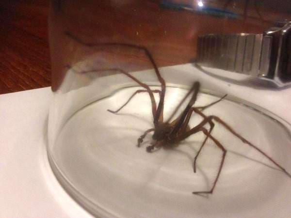 Une araignée piégée dans un verre 