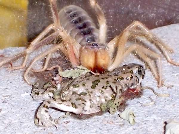 Une araignée jaune qui mange une grenouille