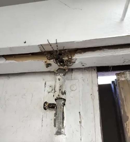 Plusieurs araignées dans le trou d'un plafond blanc