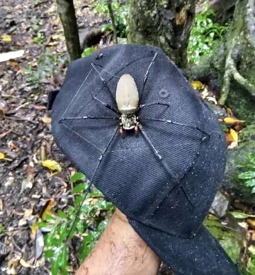 Une araignée posée sur une casquette noire 