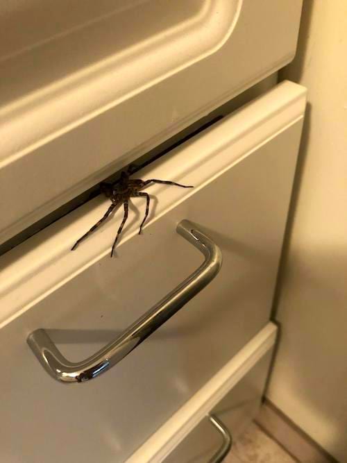 Une araignée posée sur un tiroir blanc 