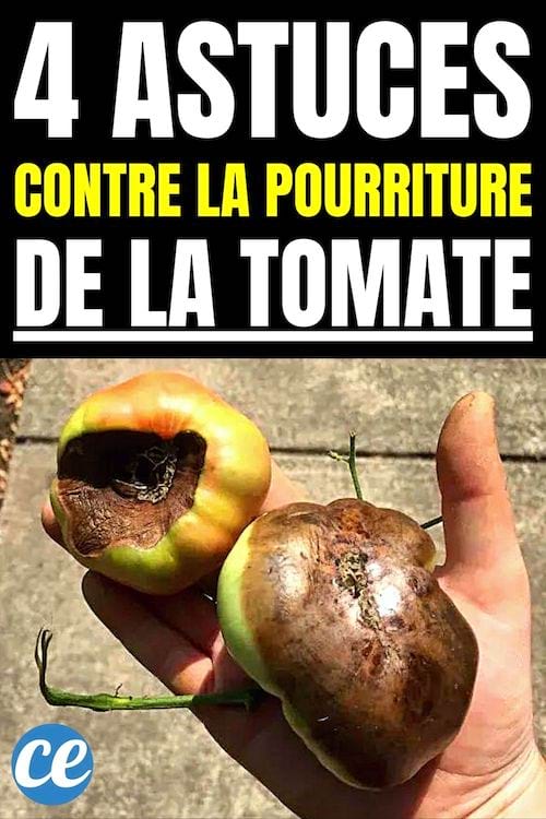 4 astuces contre la pourriture de la tomate