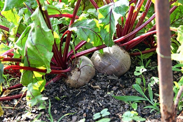 Two beets that are planted in the Earth 