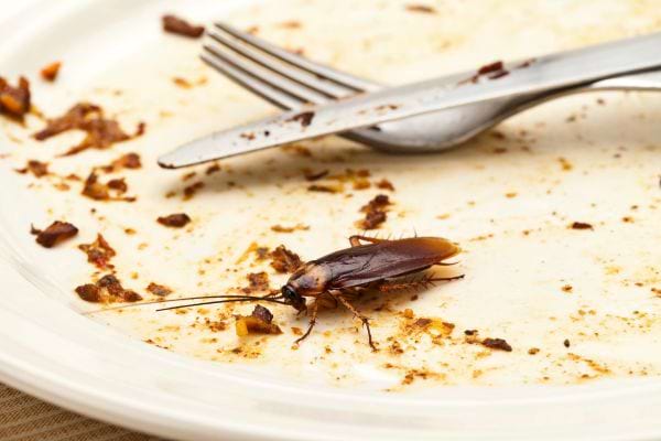 Un cafard dans une assiette