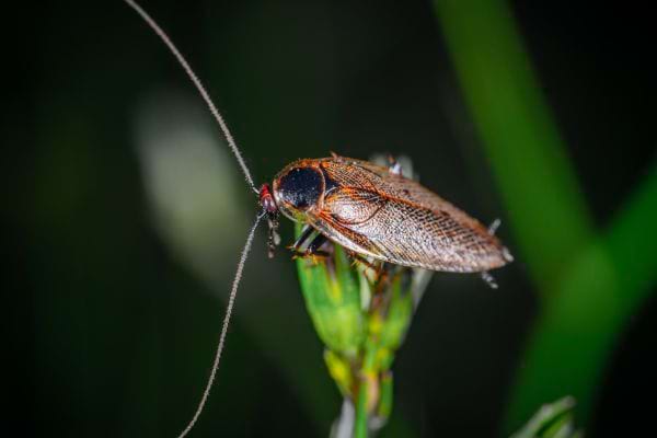 Une blatte posée sur une fleur