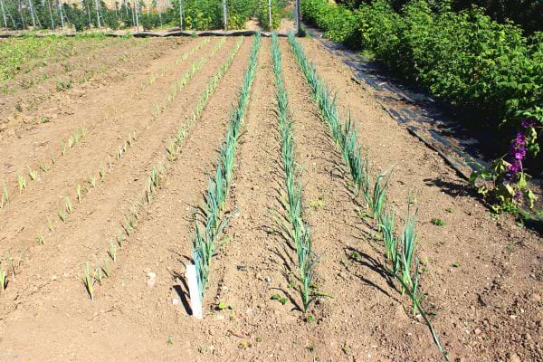 un potager avec des rangées de poireaux