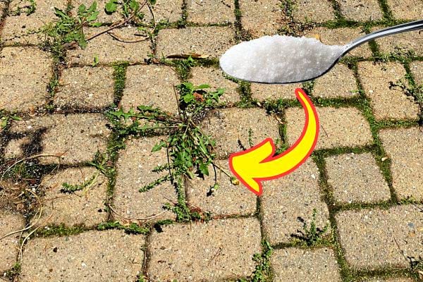 De l'herbe entre des dalles sur le sol en extérieur