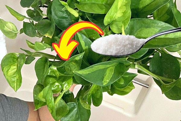 Une plante verte en intérieur