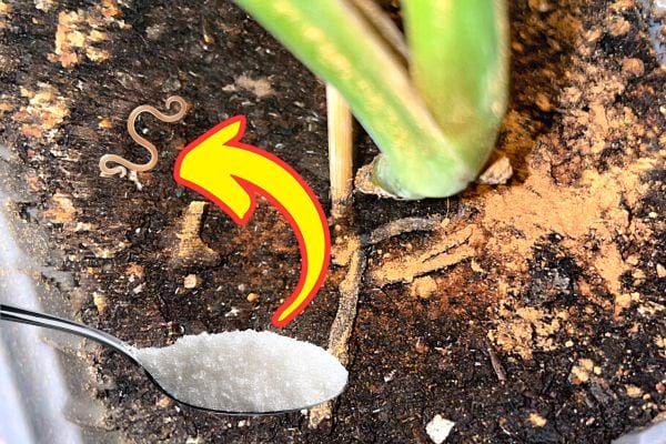 De la terre avec un nématode