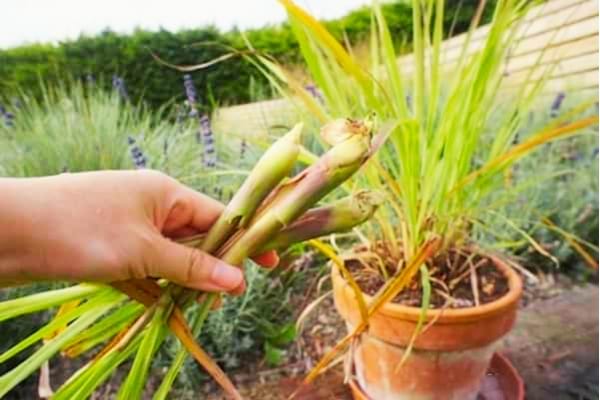 De la citronnelle en pot pour repousser les mouches