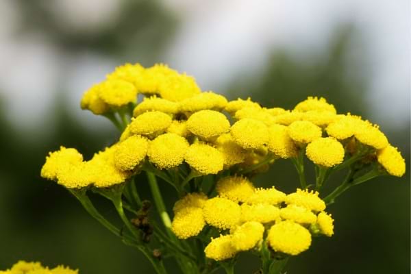 Une fleur de tanaisie qui repousse les mouches