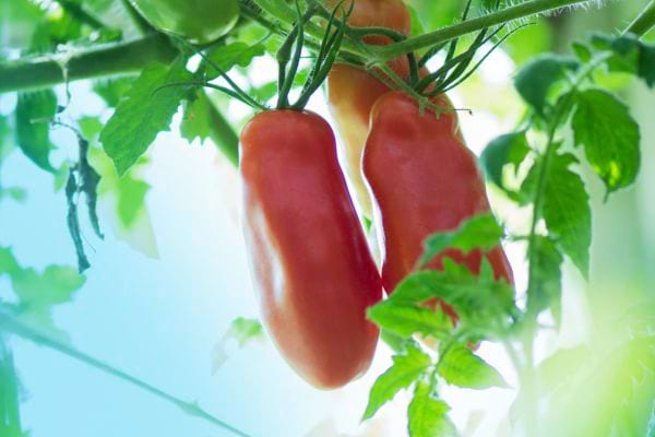 Deux longues tomates dans la nature